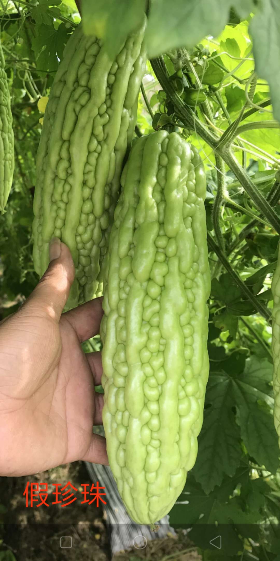 珍珠苦瓜，假珍珠苦瓜苗