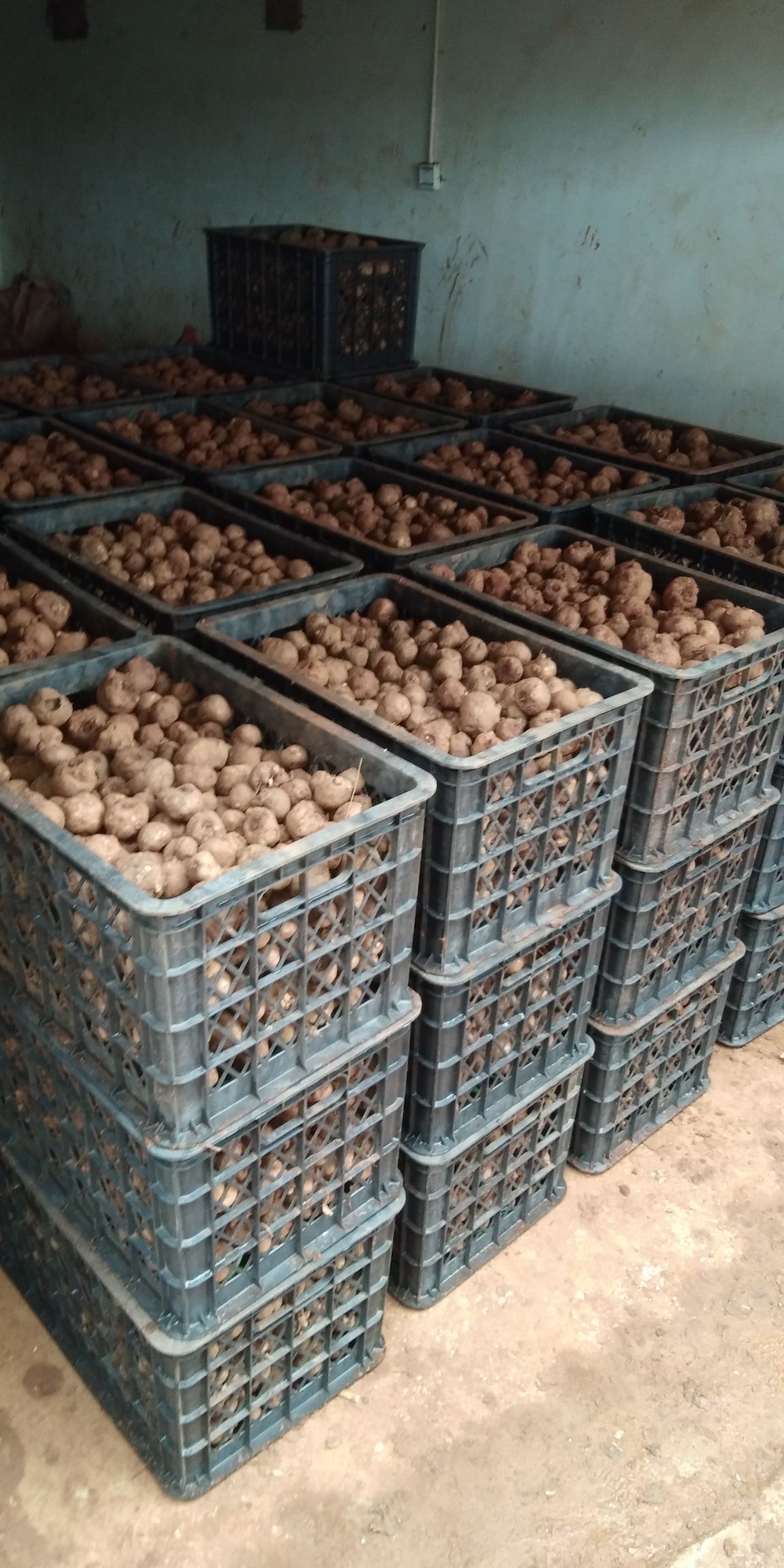 广元魔芋种子  提供技术包回收 支持全国包邮周边专车送货
