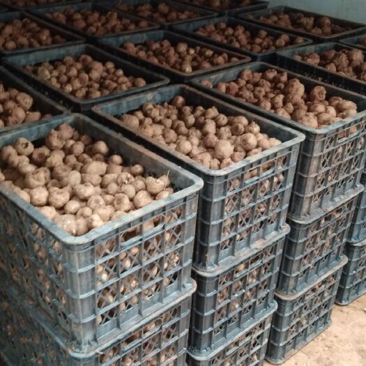 广元魔芋种子  提供技术包回收 支持全国包邮周边专车送货
