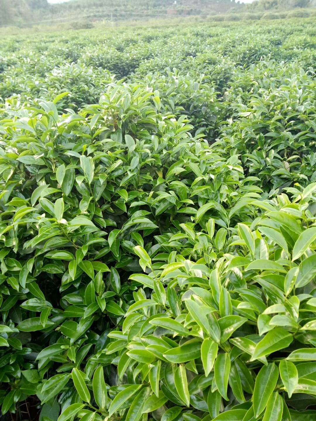 高山乌龙茶 高山鸭屎香