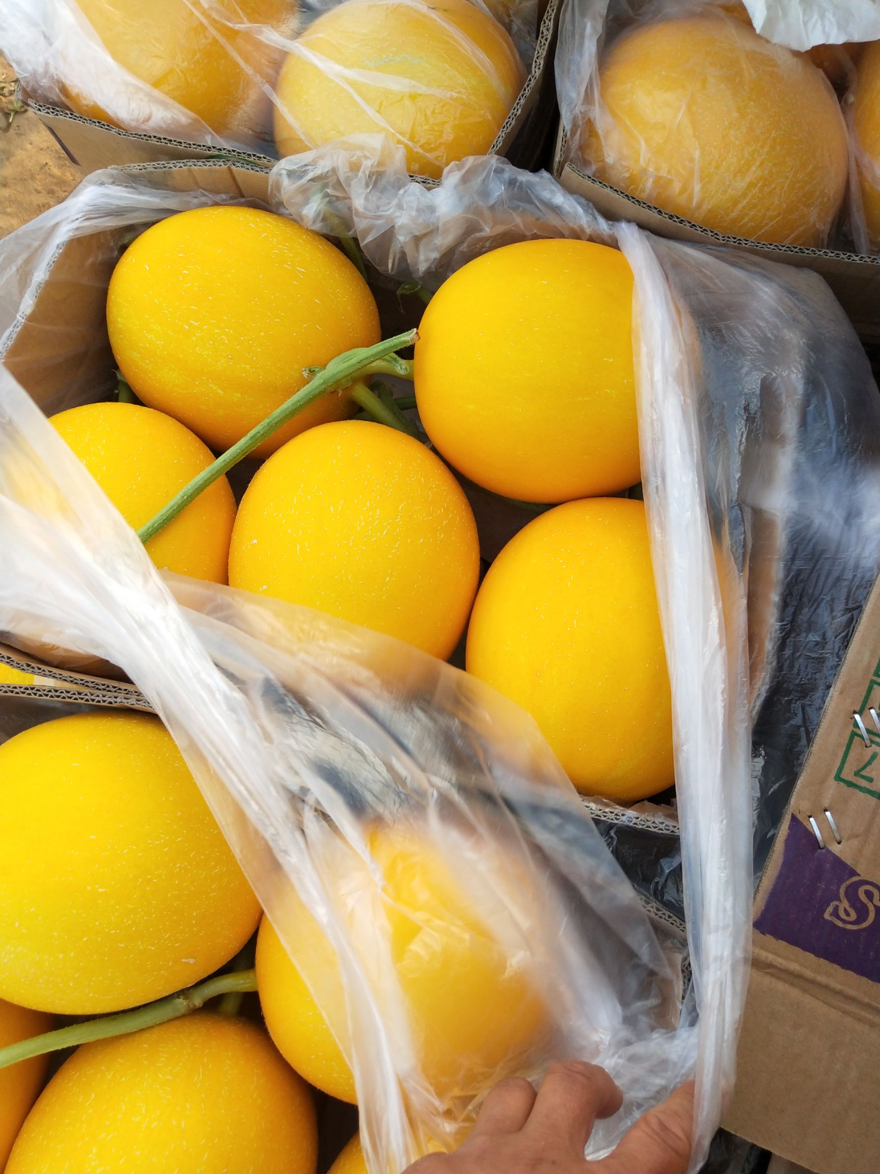 久红瑞甜瓜 九红瑞