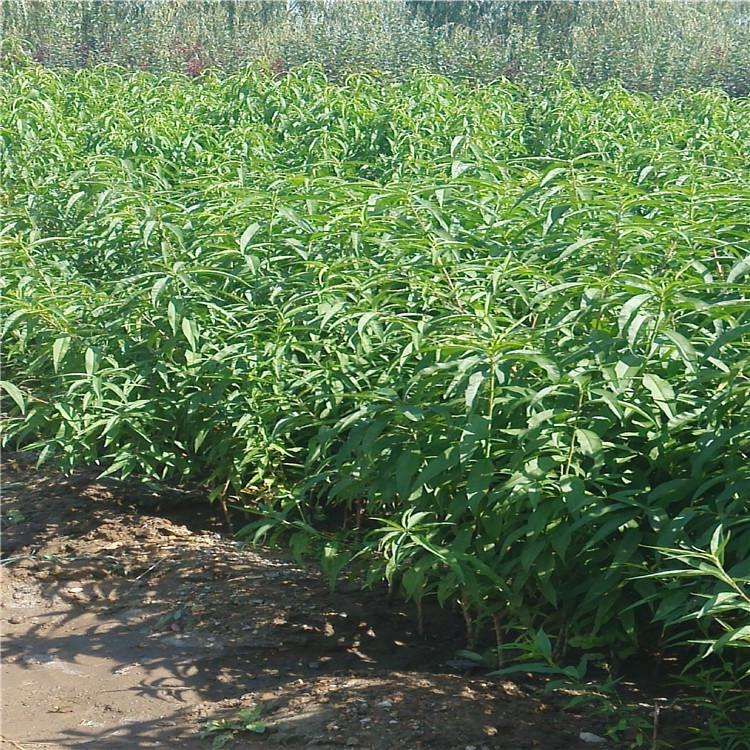 水蜜桃苗  鹰嘴桃苗，嫁接苗