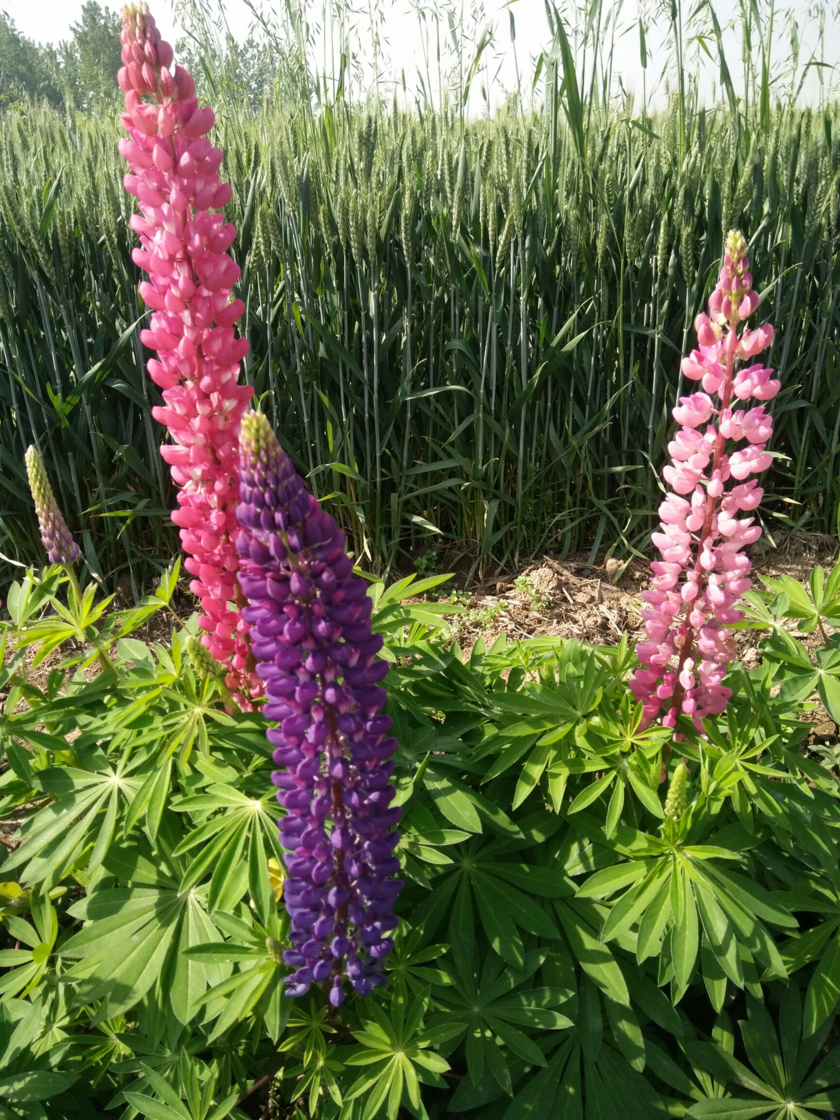 鲁冰花种子 预售鲁冰花苗,种子