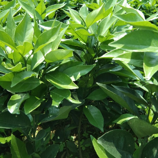 富川县赣南脐橙苗 杯苗袋苗 0.5~1米