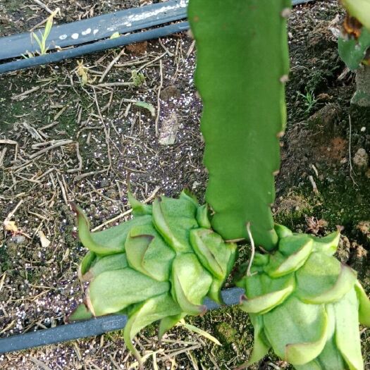 遂溪县金都一号火龙果 中（5-7两）