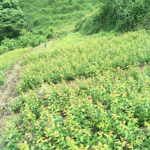 无极县五月脆李苗 各种李子苗批发