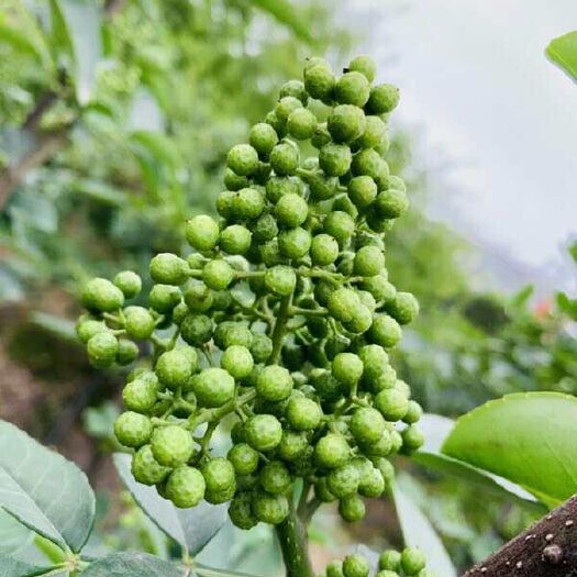 广安 青花椒，马上就要上市了，需要的老板可以联系哦！