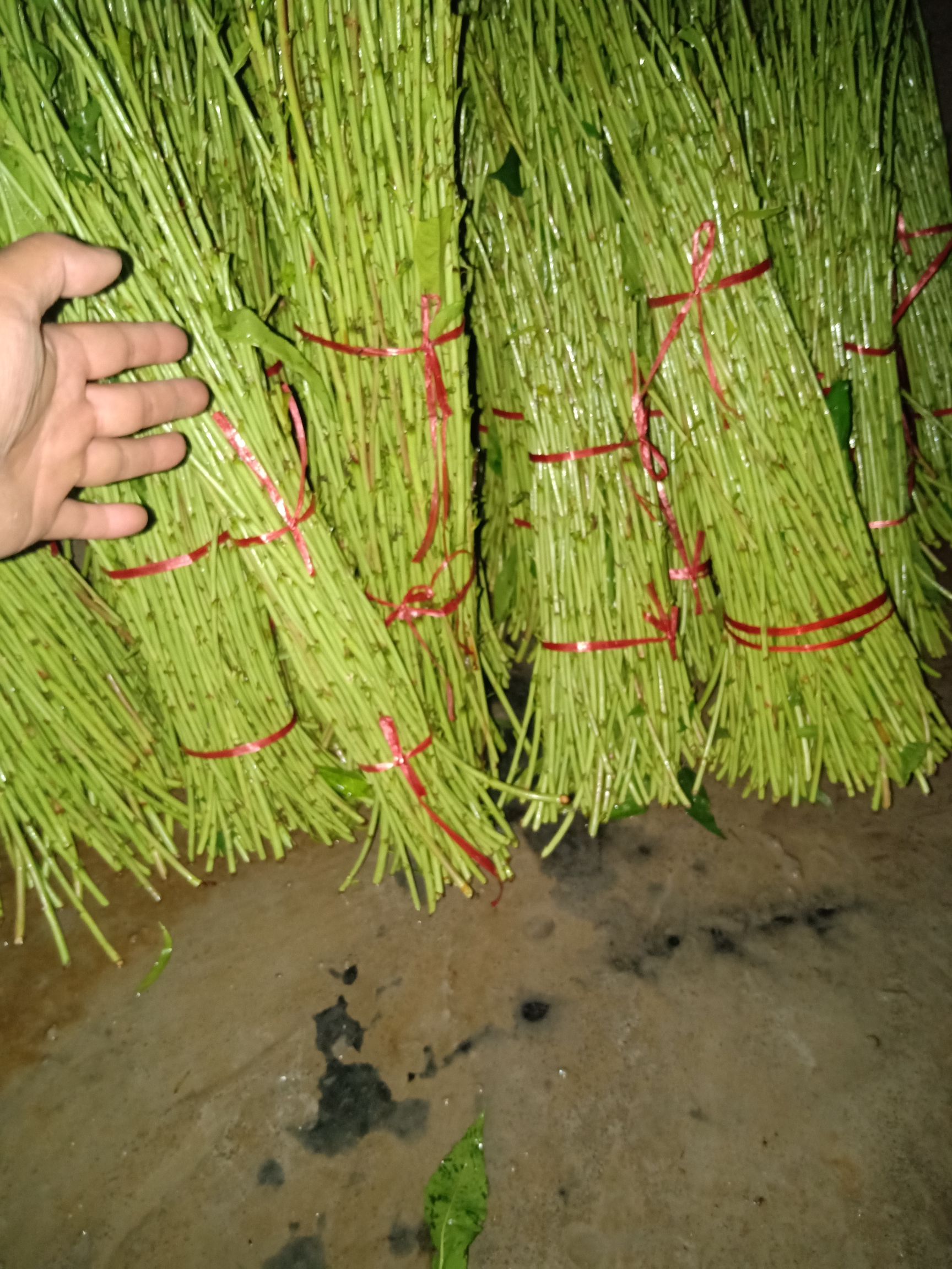 嫁接桃树苗 油蟠7-7