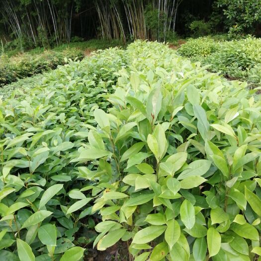 广州桢楠 火力楠