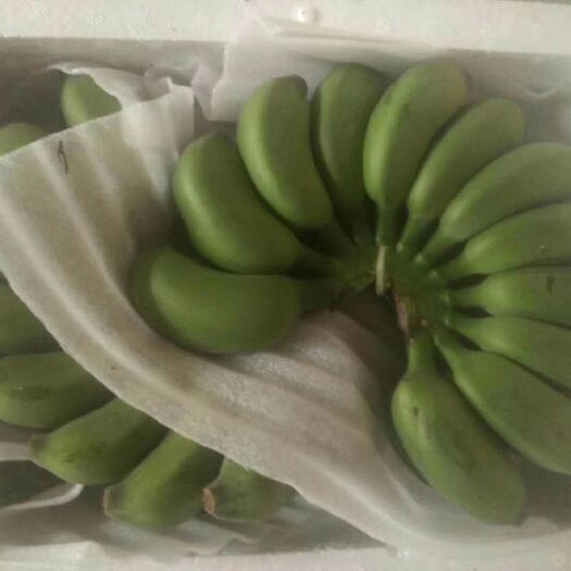 南宁广西蕉 小米蕉，小是它的独特