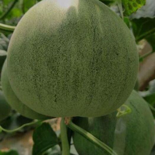嘉祥县绿宝甜瓜 0.5斤以上