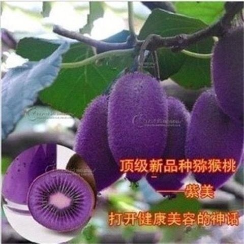 平邑县软枣猕猴桃苗 猕猴桃树苗