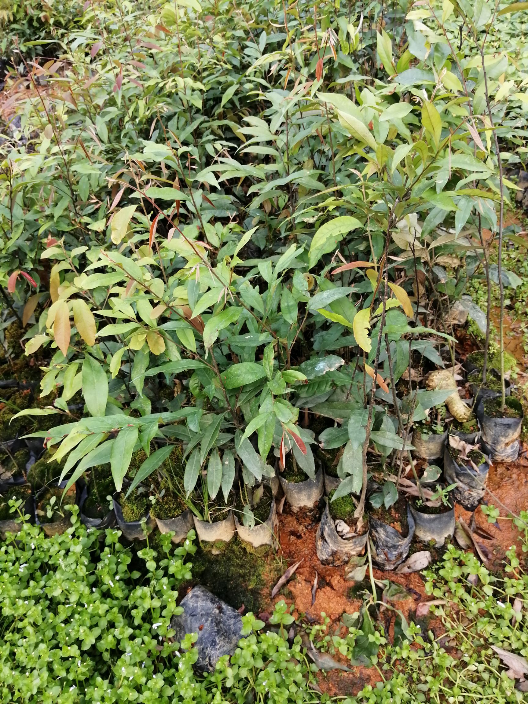 广州红椎种子 长期供应造林绿化苗木