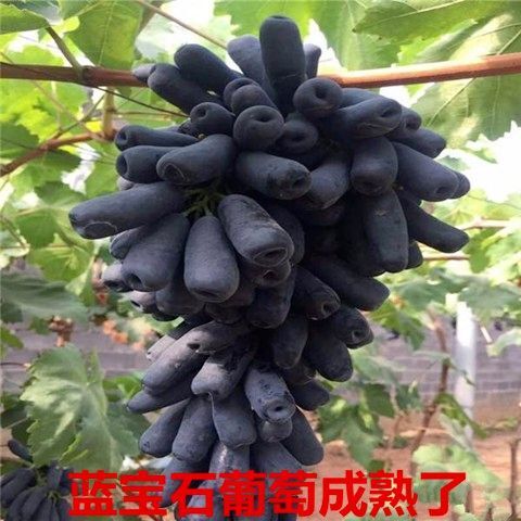 平邑县 葡萄苗 蓝宝石葡萄苗，品种齐全提供种植技术