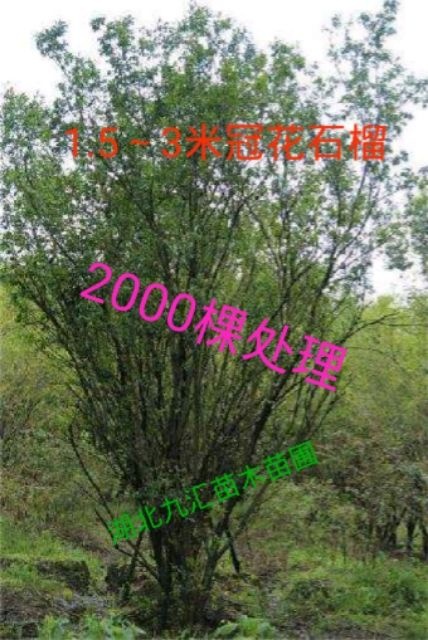 武汉花石榴苗   花石榴  丛生花石榴