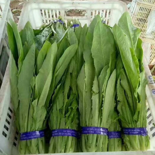曹县油麦菜 30~35cm