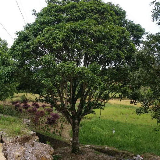 全州县 供应桂花树，广西桂花树，八月金桂