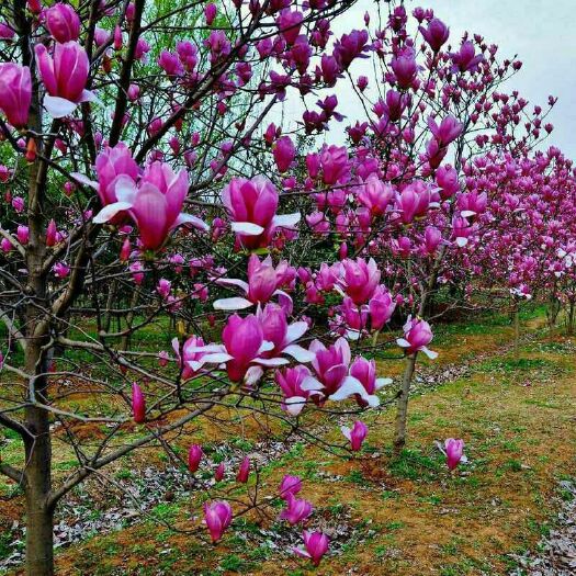 沭阳县 嫁接紫玉兰盆栽地栽红玉兰白玉兰黄玉兰花苗树苗庭院花苗广玉兰苗