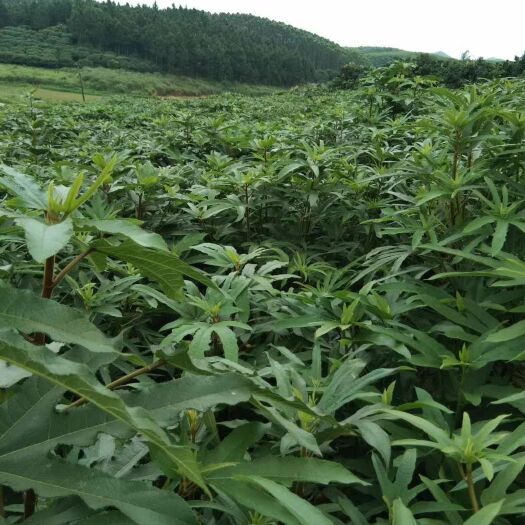 灵山县 五指毛桃苗