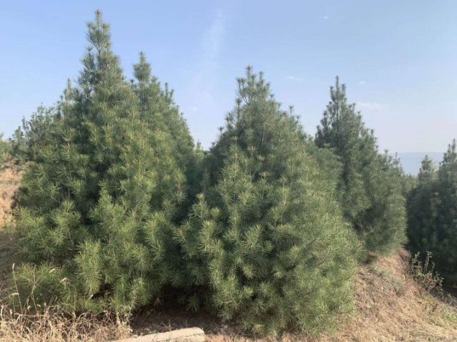 绛县 三米白皮松，