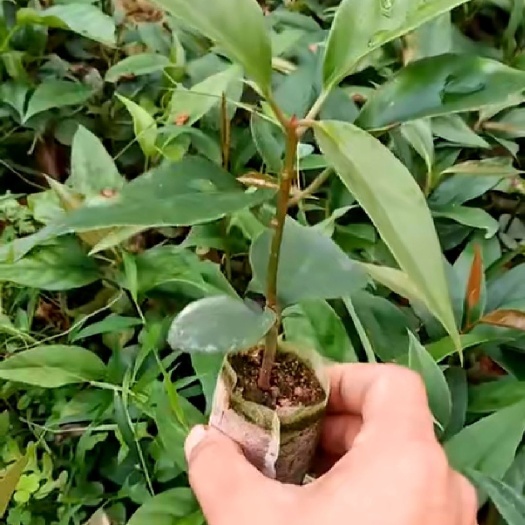 灵山县粉红黑老虎苗 黑老虎