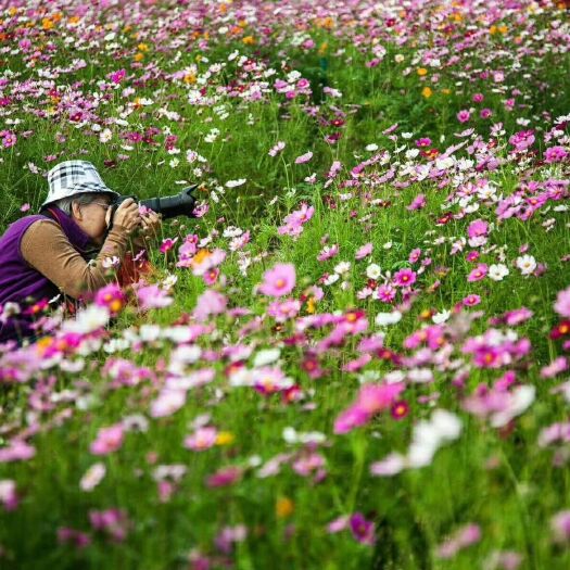 沭阳县 波斯菊种子价格