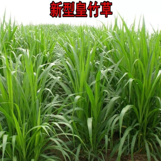 沭阳县皇竹草种子