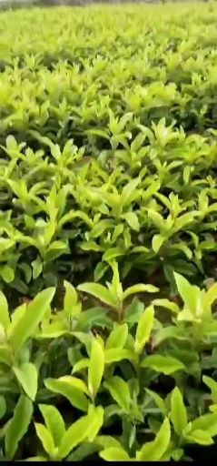 简阳市大五星枇杷苗 枇杷