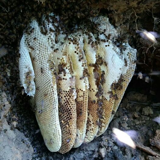 保亭县 纯野生蜂蜜