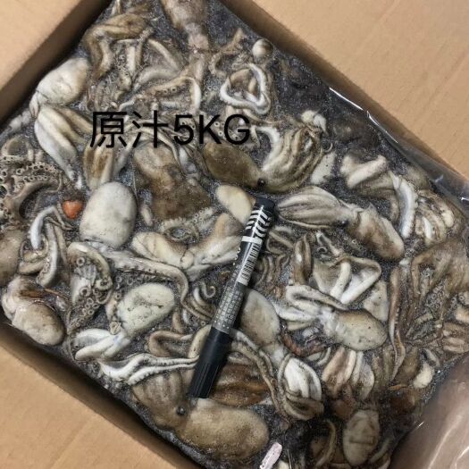 昌黎县八爪鱼  今年新货。迷你小，