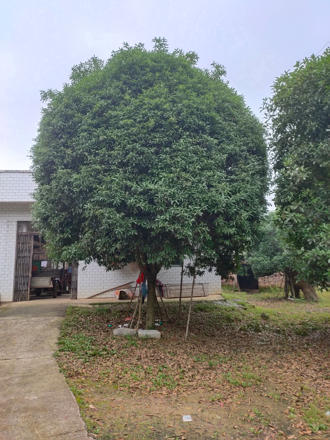  供应桂花树10-40公分 桂林桂花树 广西桂花树 西南大桂