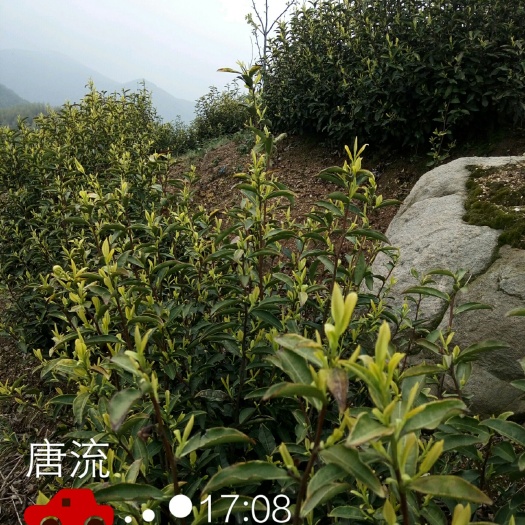 广德市产自黄山与天目山余脉交会处的牛山绿茶，120元半斤。