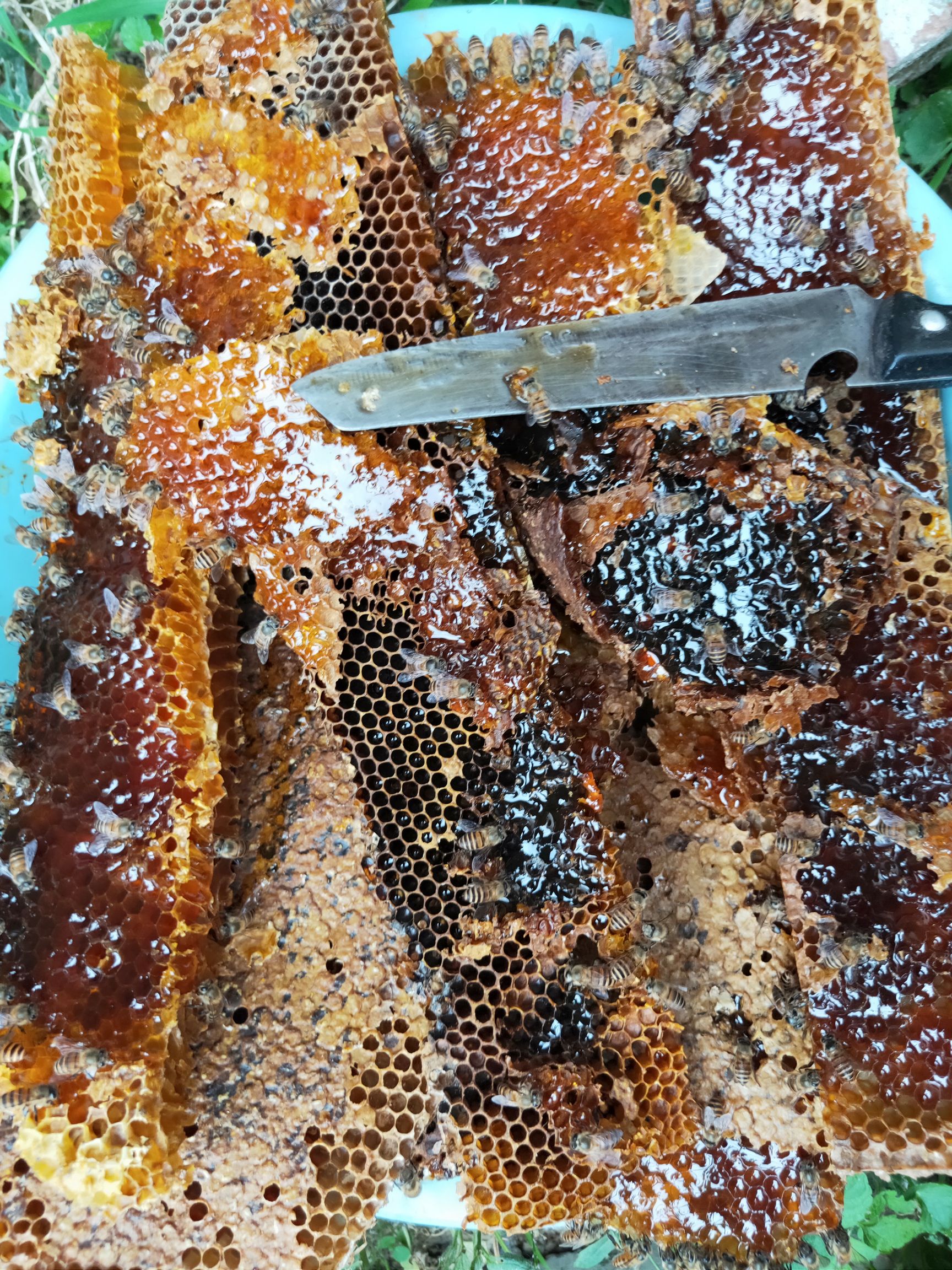 土蜂蜜图片100张(真正的土蜂蜜图片是什么样子的) 土蜂蜜图片100张(真正的土蜂蜜图片是什么样子的)