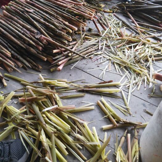 都江堰市 产地出售鲜竹笋