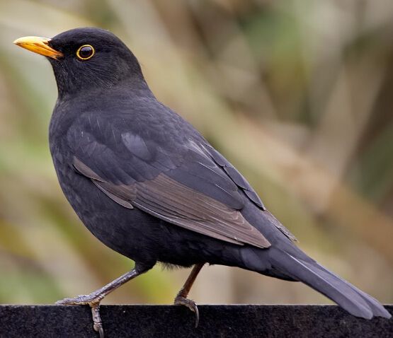 [文鸟批发]文鸟 头窝放养手养黑八哥幼鸟雏会说话的鸟宠物观赏亲人听话活体包邮价格130元\/只 1只起批
