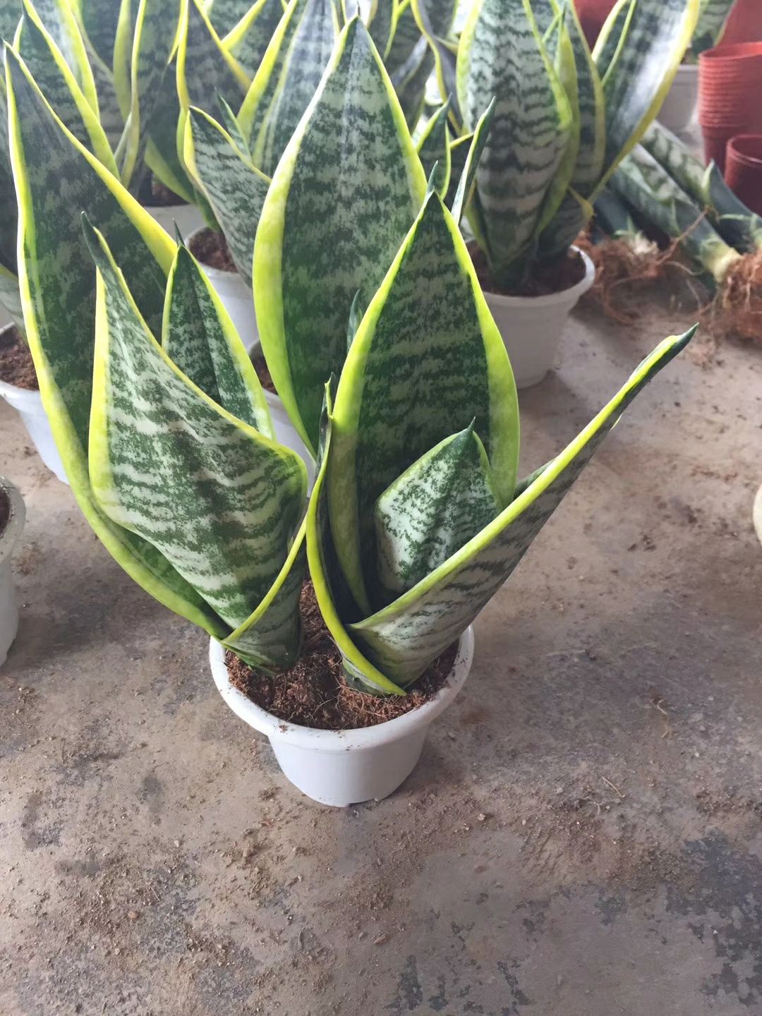 虎皮兰  矮金边虎 皮兰