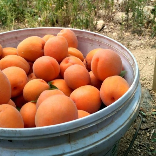 泗水县水果山药 大量上市
