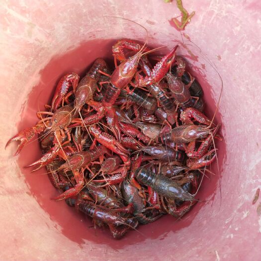 信阳青红虾 清￣色，8-9钱的大龙虾，价格合理，全国发货，欢迎选购
