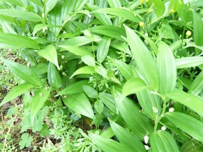 连州市 清远连州市大路边镇，山塘乡，农户种植玉竹基地。全年供应
