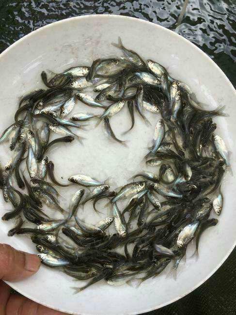 高州市 鱼苗鳊鱼苗