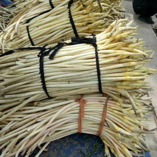 仙桃市 一手藕带货源