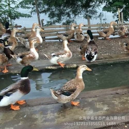 昆明 大种杂交鸭苗包打疫苗，包活到家，假一赔十