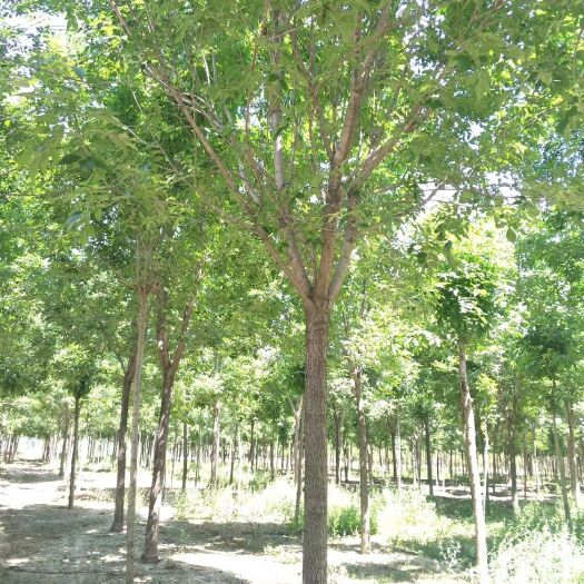 郓城县 13-18老式白蜡量大