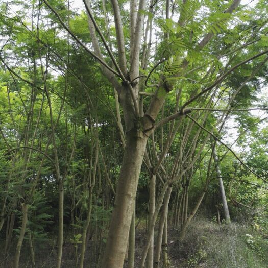 重庆市蓝花楹