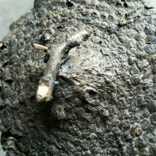 杞县蜂房软蜂房大眼蜂房，马蜂窝