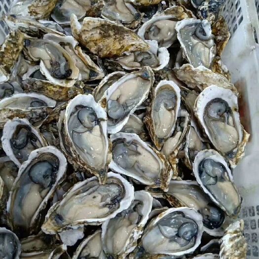 漳浦县漳州生蚝 人工养殖 1-2两/只