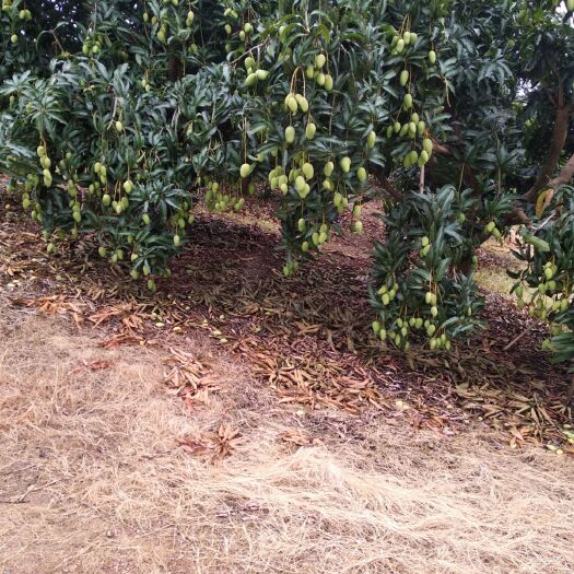 田东县广西小台大量供货，电商一件代发+706845482