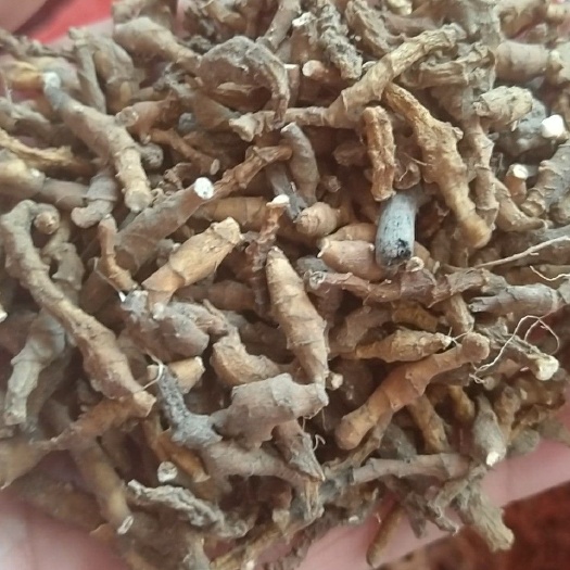 丹凤县秦岭高山九节菖蒲，农户自己采挖，水洗晒干
