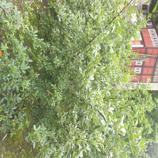 湄潭县 青花椒销售