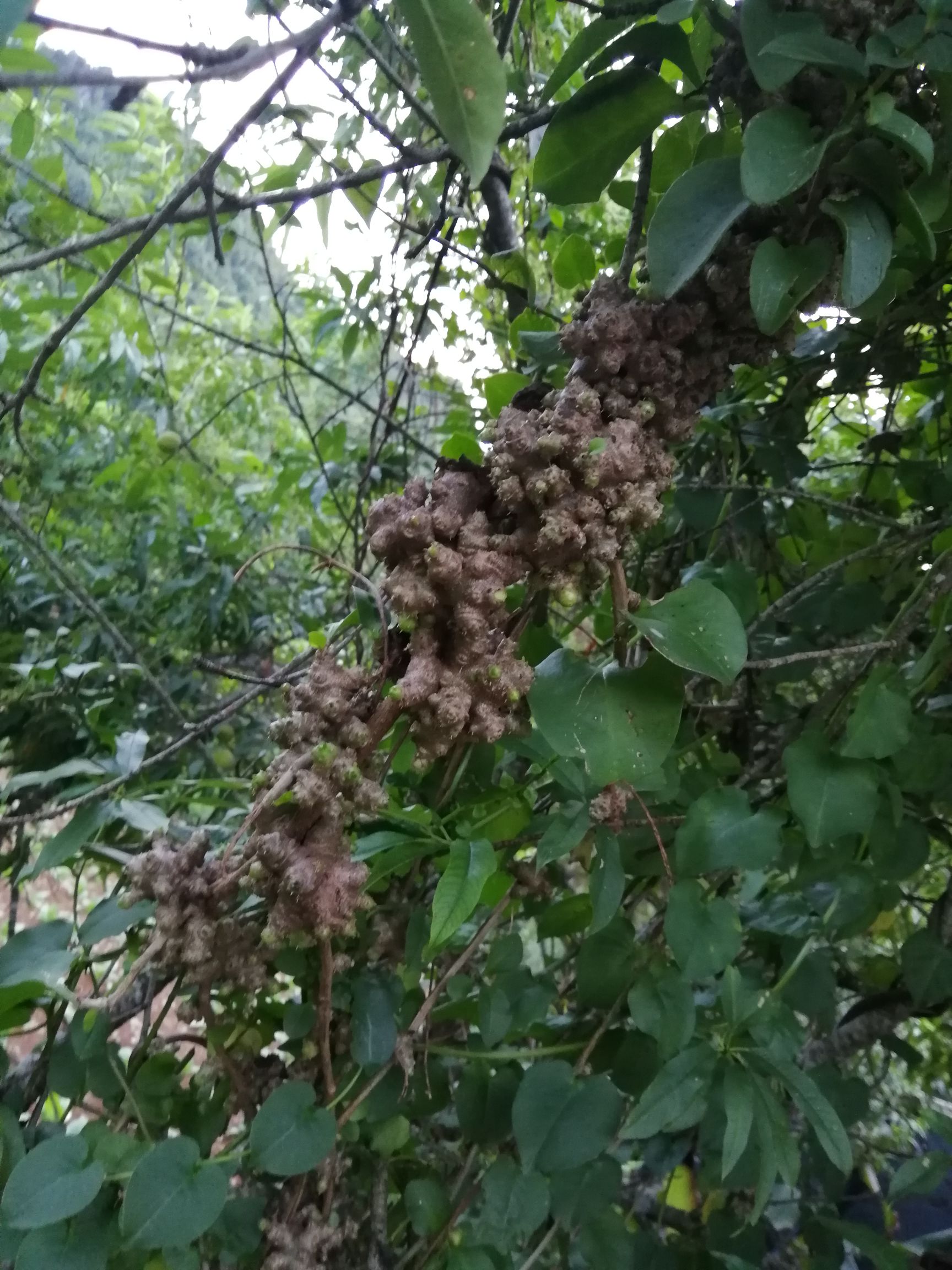 云南野生藤三七包邮